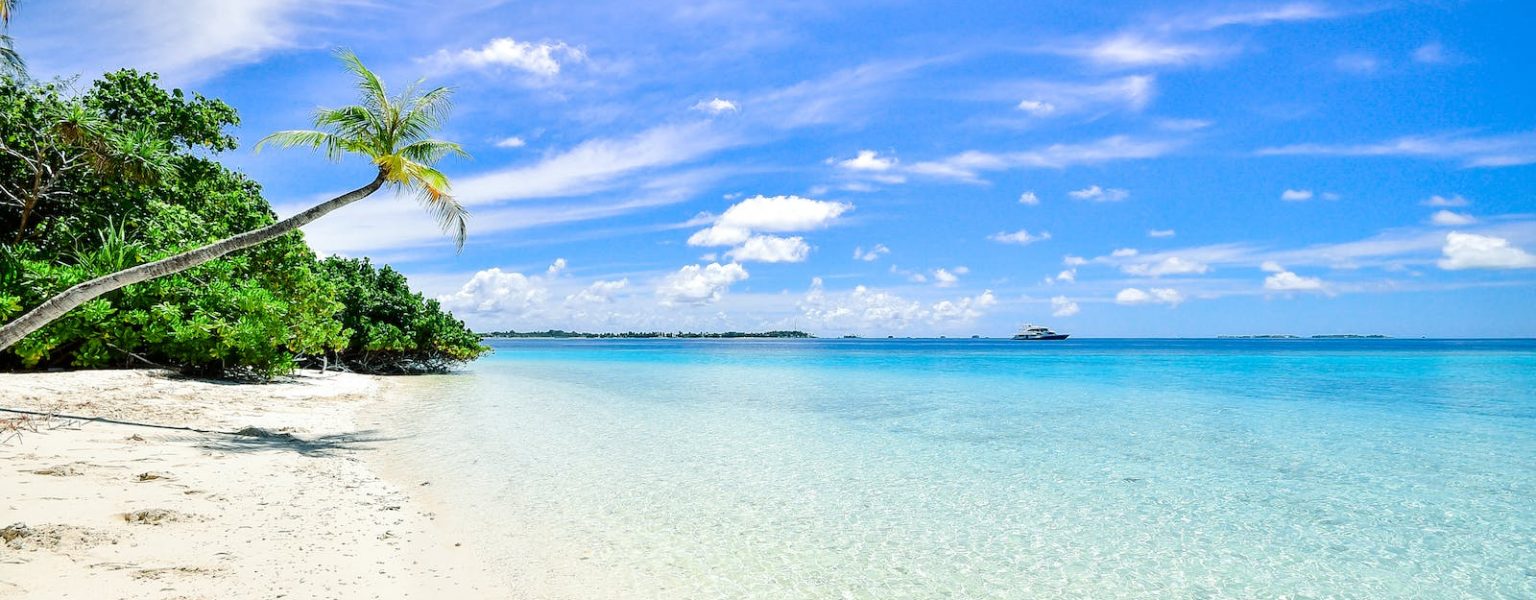 Landscape Photography of Trees on Shoreline